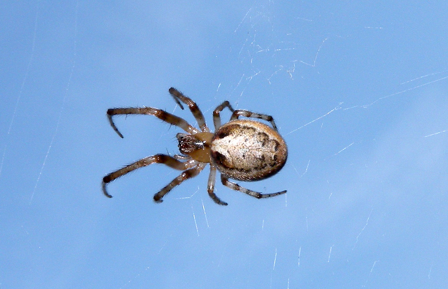 Zygiella sp.